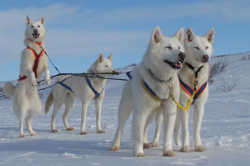 Arctic Chalet Resort Inuvik Exteriör bild